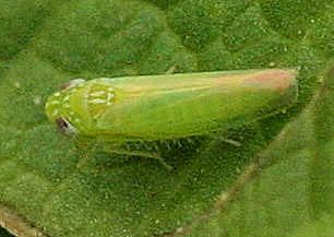 Empoasca fabae Empoasca fabae Potato Leafhopper