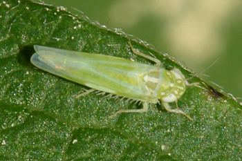 Empoasca fabae Leafhopper Empoasca fabae BugGuideNet