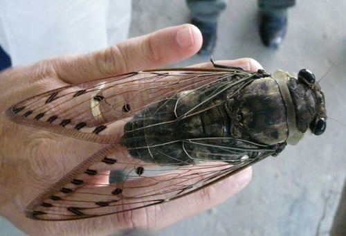 Empress cicada httpssmediacacheak0pinimgcomoriginals18