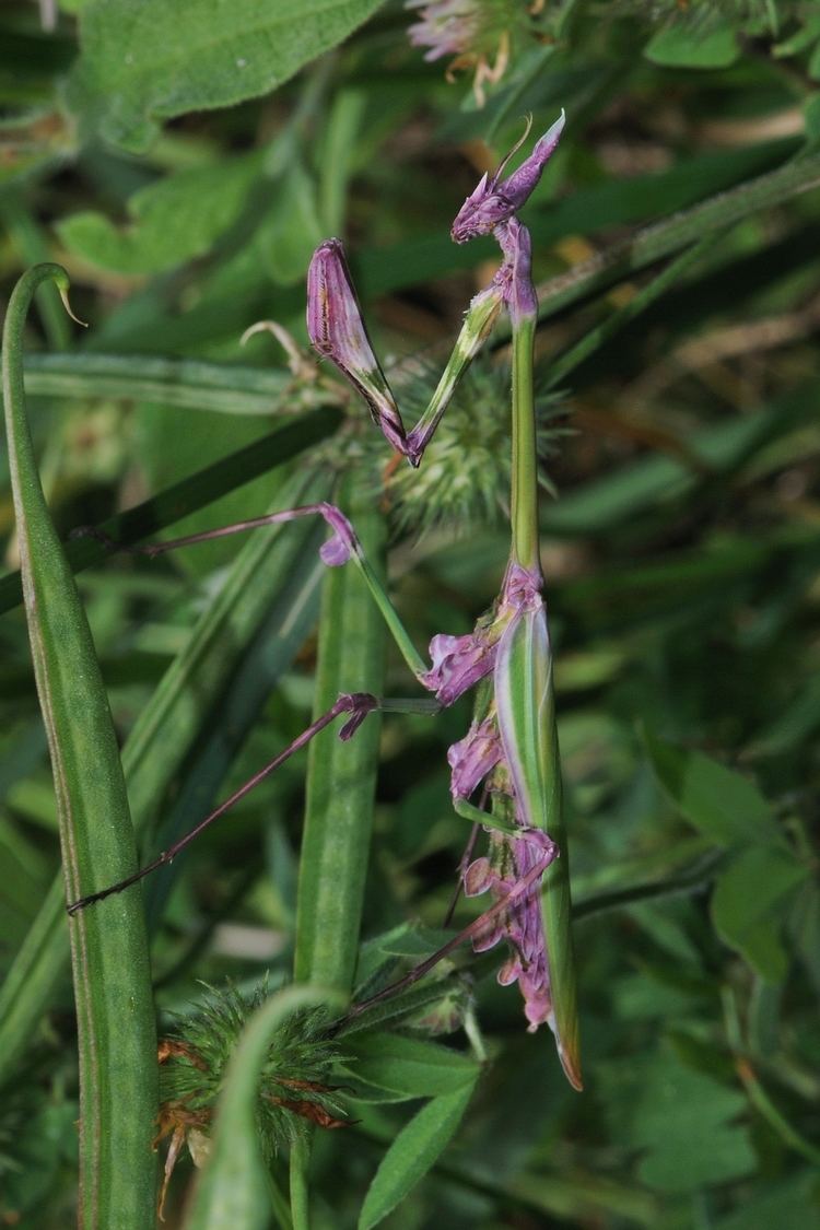 Empusa fasciata httpsuploadwikimediaorgwikipediacommons77