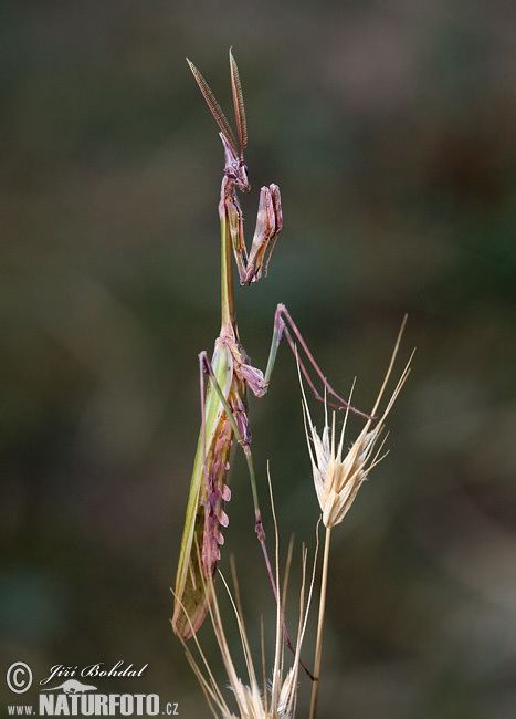 Empusa fasciata Empusa fasciata Pictures Empusa fasciata Images NaturePhoto