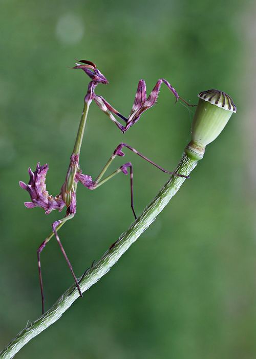 Empusa fasciata empusa fasciata by lisans on DeviantArt