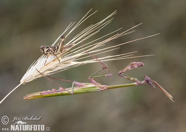 Empusa fasciata Empusa fasciata Pictures Empusa fasciata Images NaturePhoto