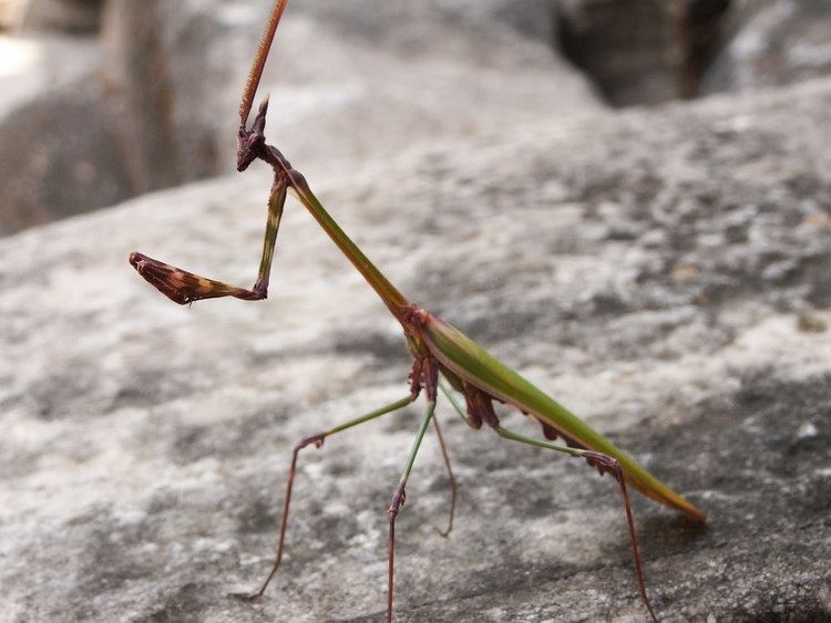 Empusa fasciata AnimalBase Empusa fasciata species homepage