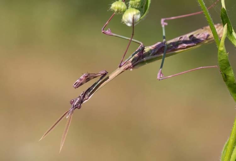 Empusa fasciata 9 of the most absurdlooking mantis species MNN Mother Nature