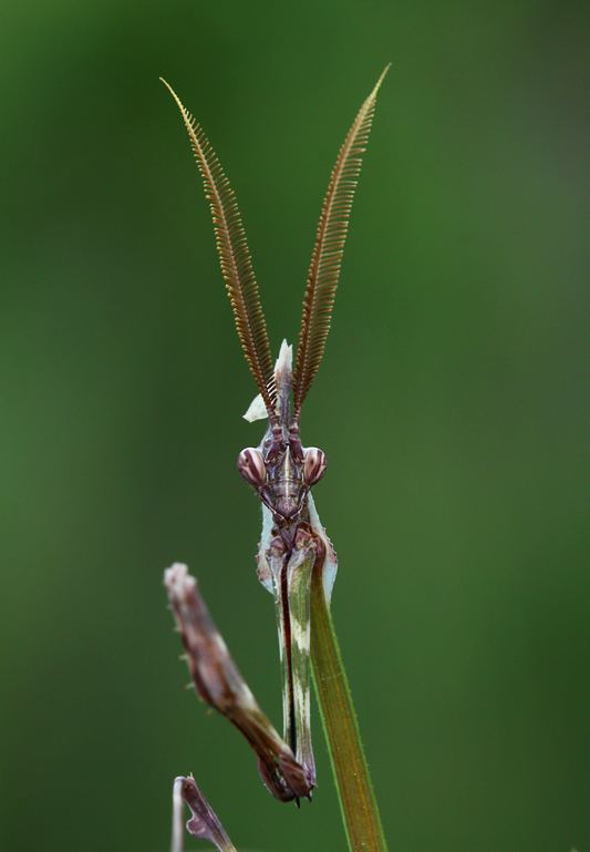 Empusa fasciata empusa fasciata by lisans on DeviantArt