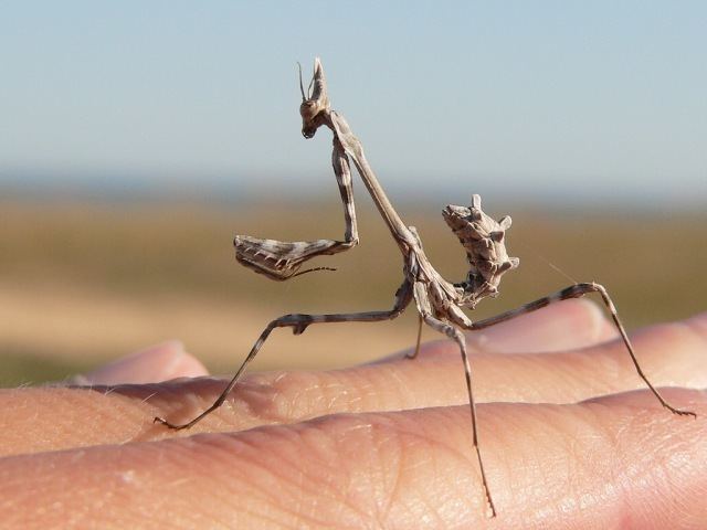 Empusa pennata pennata