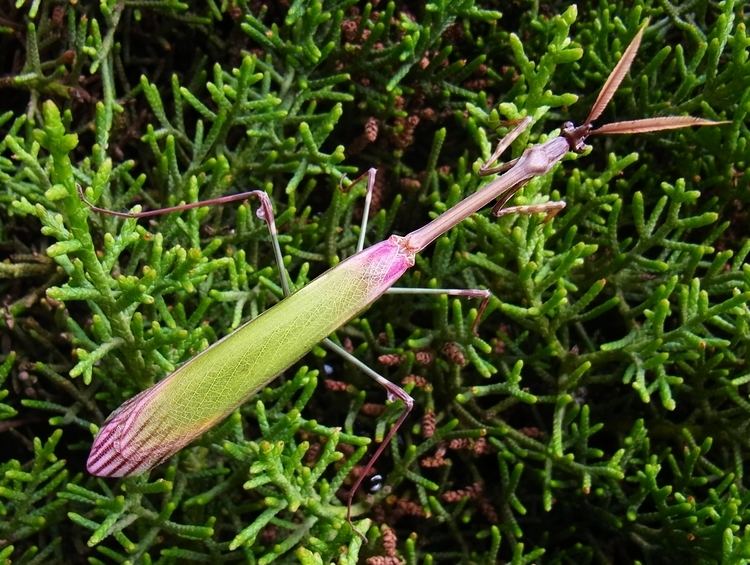 Empusa pennata FileEmpusa pennata upjpg Wikimedia Commons