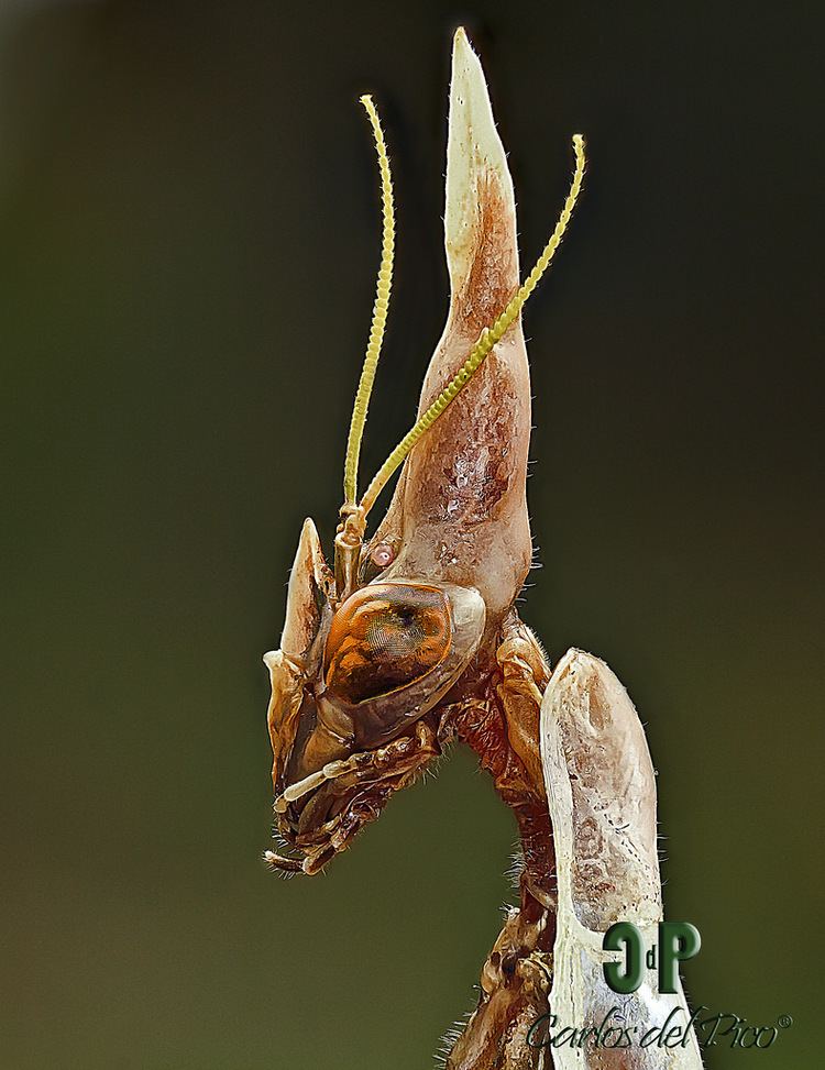 Empusa pennata Empusa pennata Carlos Del Pico Flickr