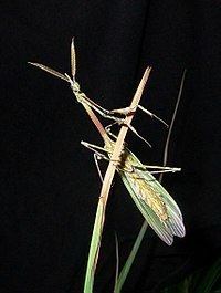 Empusa pennata httpsuploadwikimediaorgwikipediacommonsthu