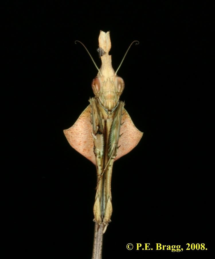 Empusidae Empusidae Mantis Study Group