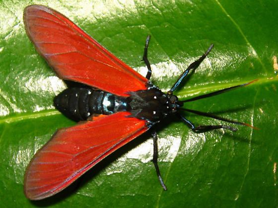 Empyreuma pugione spotted oleander caterpillar moth Empyreuma pugione BugGuideNet