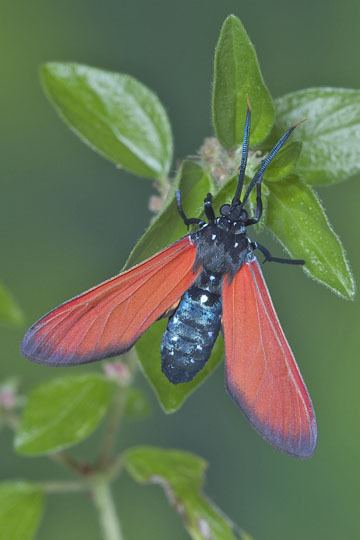 Empyreuma pugione Spotted Oleander Caterpillar Moth Empyreuma pugione BugGuideNet