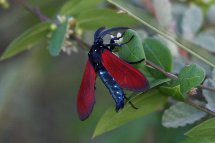 Empyreuma pugione Empyreuma pugione The Spotted Olleander Caterpillar Moth