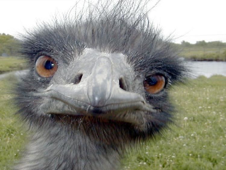 Emu The Emu War Veritable Hokum