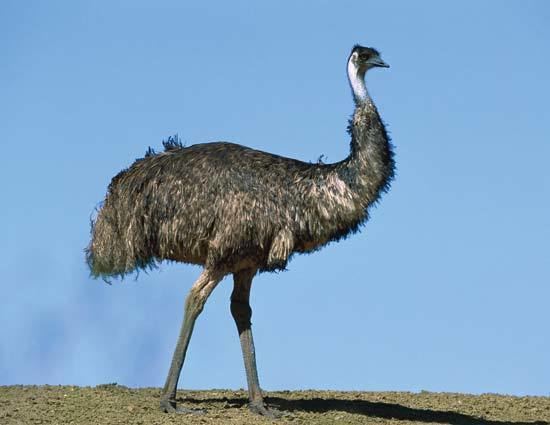 Emu emu bird Britannicacom