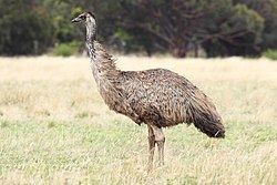 Emu Emu Wikipedia