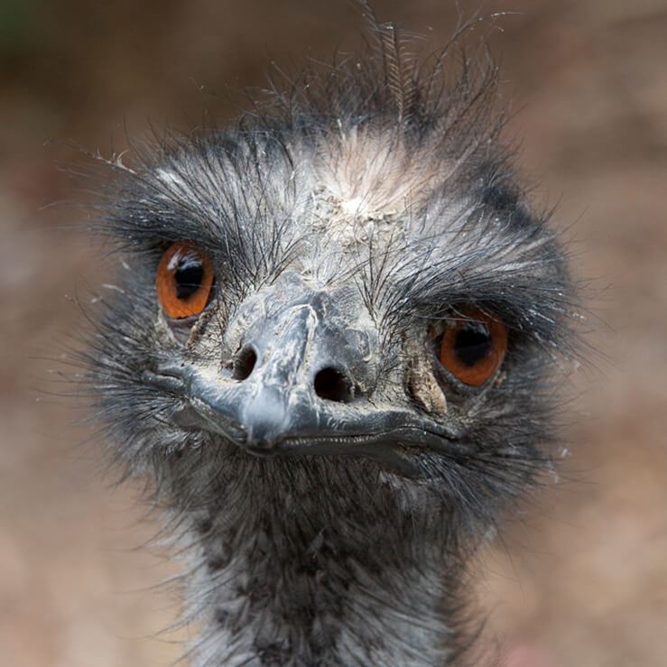 Emu animalssandiegozooorgsitesdefaultfilesinline