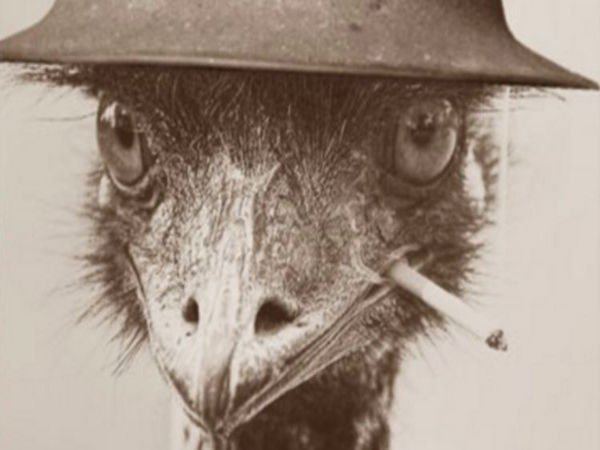 Emu War Remembering Australia39s loss in the Great Emu War of 1932 13 Photos