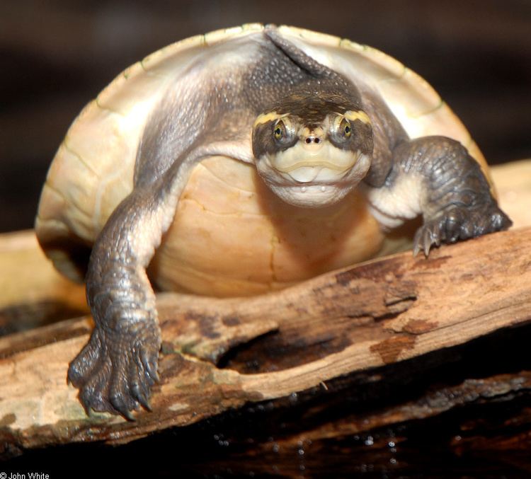 Emydura CalPhotos Emydura tanybaraga Northern Yellowfaced Turtle