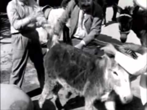 En un burro tres baturros PEDRO INFANTE VENDIENDO BURROS YouTube