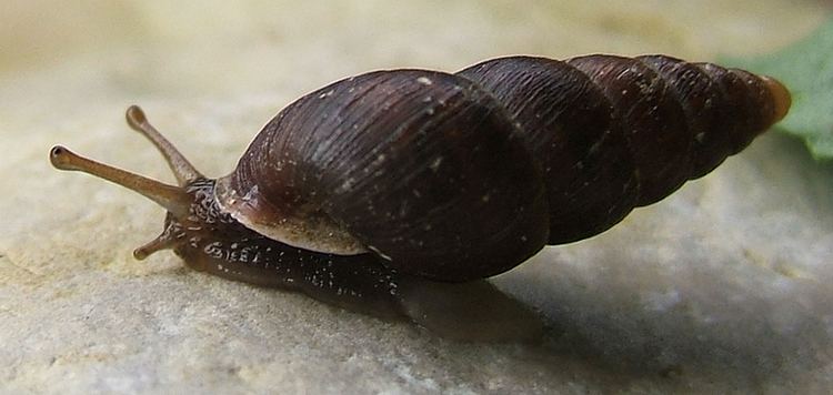 Ena (gastropod)