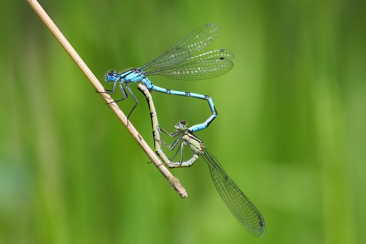 Enallagma cyathigerum Common Blue Damselfly britishdragonfliesorguk