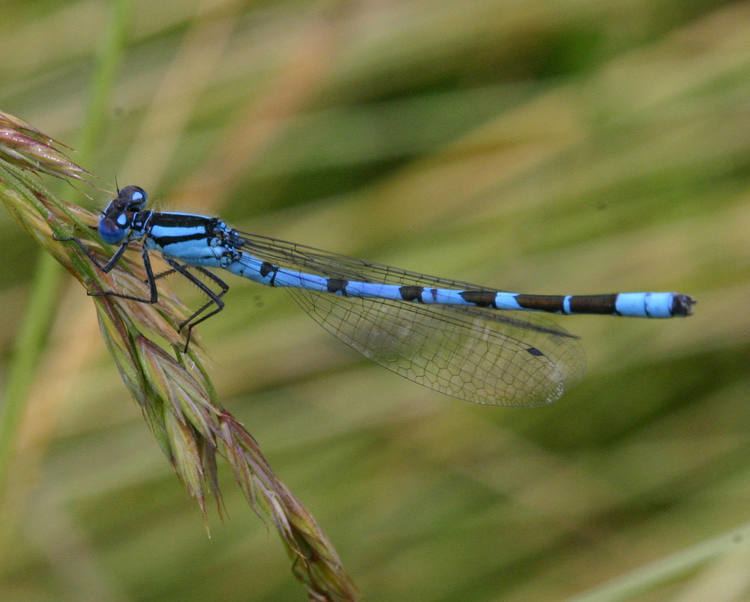 Enallagma cyathigerum Common Blue Damselfly Enallagma cyathigerum NatureSpot