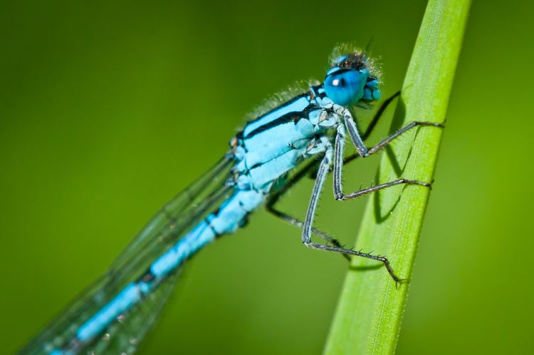 Enallagma cyathigerum FileEnallagma cyathigerum common blue damselflyjpg Wikimedia