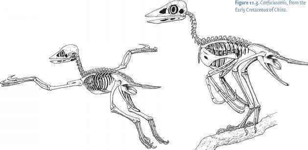 Enantiornithes Mesozoic birds Dinosaurs History Prehistoric Life