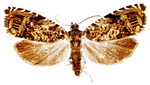 Enarmonia formosana Enarmonia formosana Insecta Lepidoptera Tortricidae