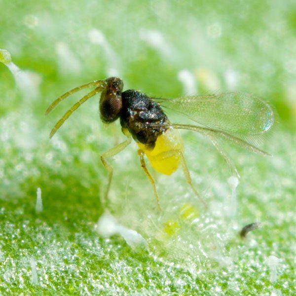 Encarsia formosa Encarsia formosa Whitefly Parasite Planet Natural