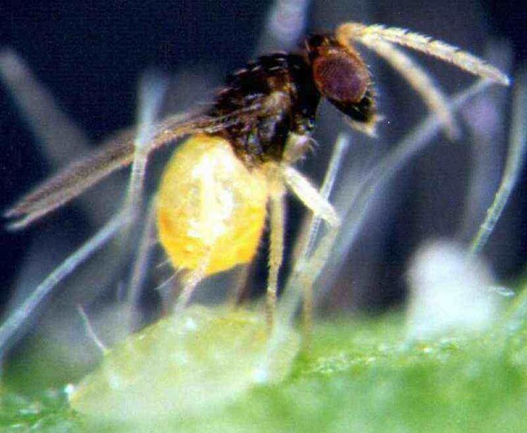 Encarsia formosa Encarsia formosa for Whitefly control