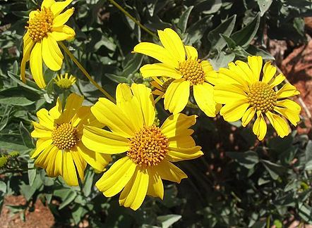 Encelia farinosa Encelia farinosa quotInciencioquot Buy Online at Annie39s Annuals