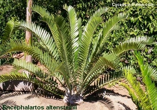 Encephalartos altensteinii Encephalartos altensteiniiCycadsnPalmscom