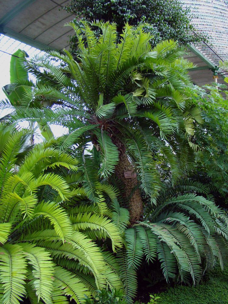 Encephalartos altensteinii Encephalartos altensteinii Wikipedia