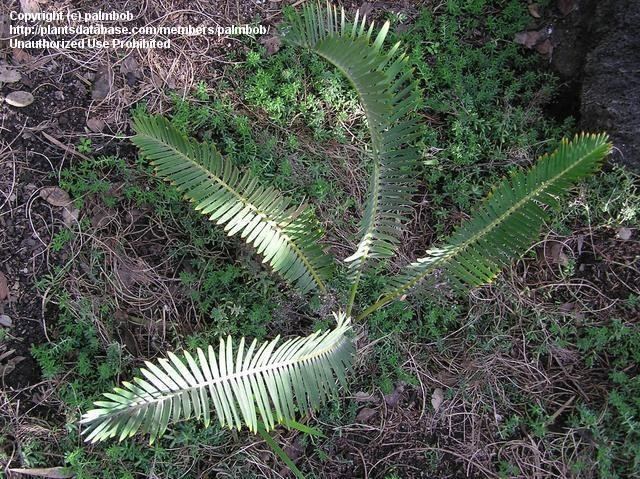 Encephalartos brevifoliolatus PlantFiles Pictures Cycad Encephalartos brevifoliolatus by palmbob