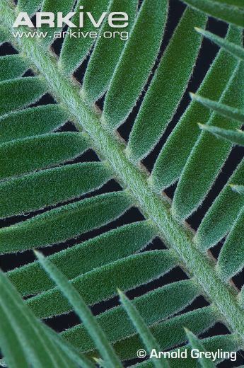 Encephalartos brevifoliolatus Escarpment cycad photo Encephalartos brevifoliolatus G127630