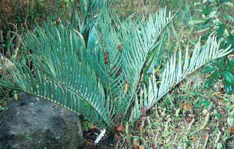 Encephalartos cupidus Encephalartoscupidus0jpg