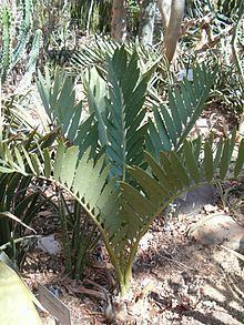 Encephalartos cupidus Encephalartos cupidus Wikipedia