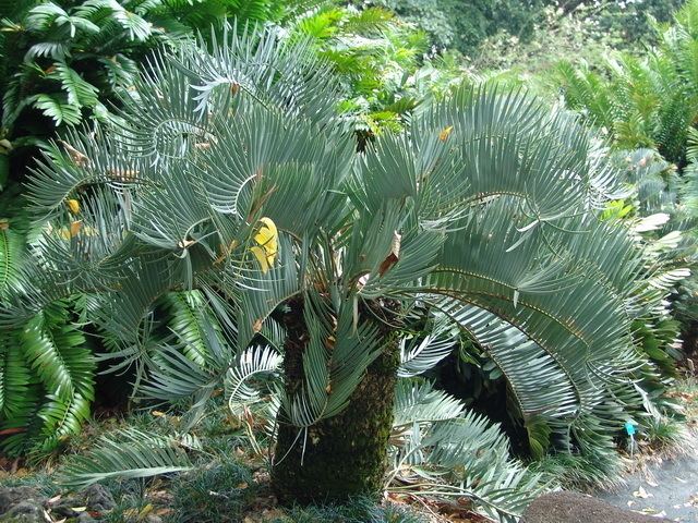 Encephalartos eugene-maraisii myfloraorguacontentarticlesallaboutcycadsi