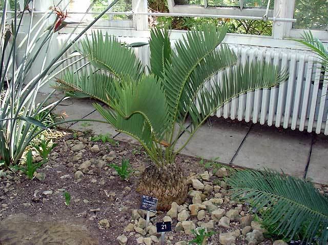 Encephalartos eugene-maraisii Encephalartos eugenemaraisii Pacsoa