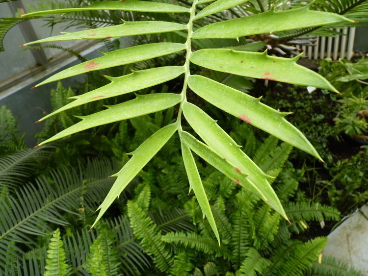 Encephalartos hildebrandtii FileEncephalartos hildebrandtii detailJPG Wikimedia Commons