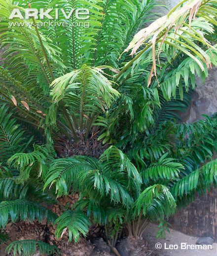 Encephalartos hildebrandtii Mombasa cycad videos photos and facts Encephalartos hildebrandtii