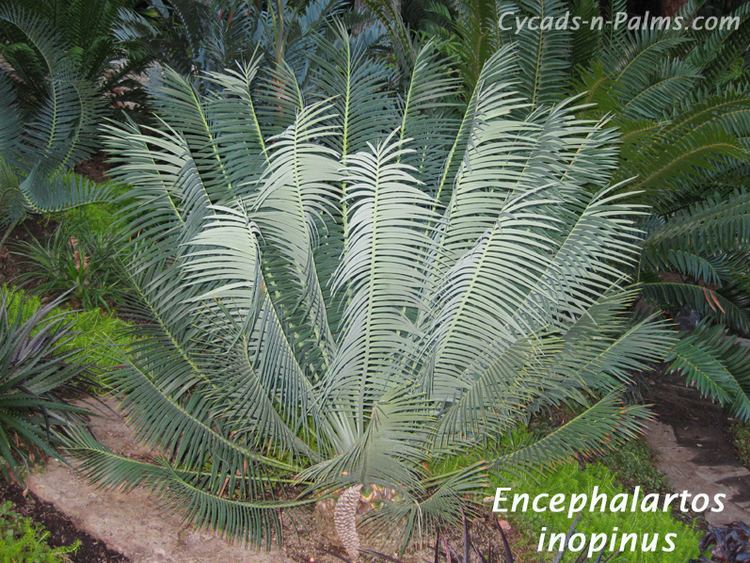Encephalartos inopinus Encephalartos inopinusCycadsnPalmscom