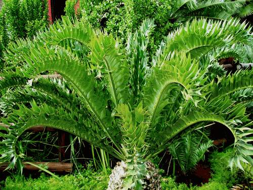 Encephalartos latifrons Encephalartos latifrons Encephalartos Species