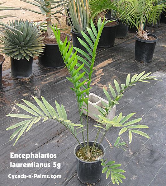 Encephalartos laurentianus Encephalartos laurentianus for sale For Sale PalmTalk