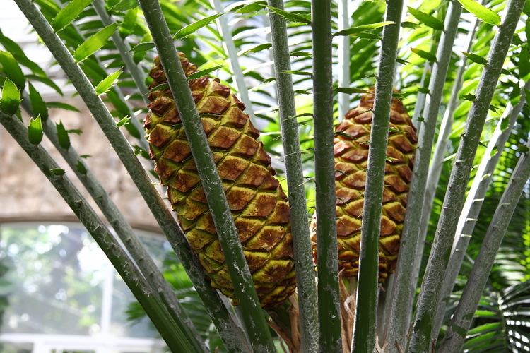 Encephalartos laurentianus uploadwikimediaorgwikipediacommons996Enceph