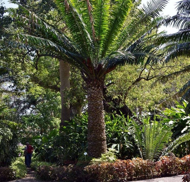 Encephalartos laurentianus Tenerife Botanic garden Botanical garden photography