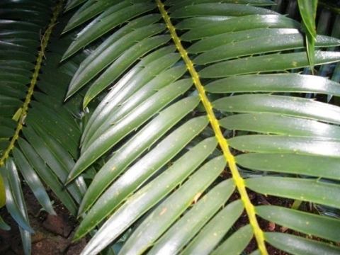 Encephalartos lebomboensis Operation Wildflower rescuing indigenous vegetation Category